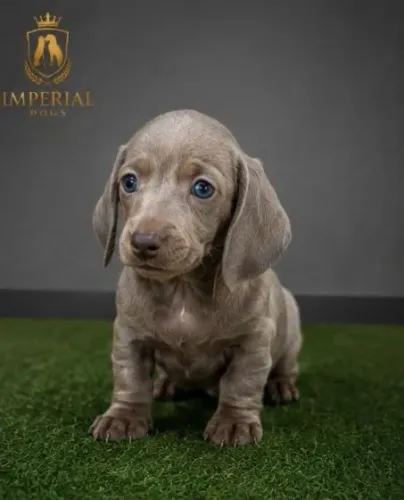 Dachshund