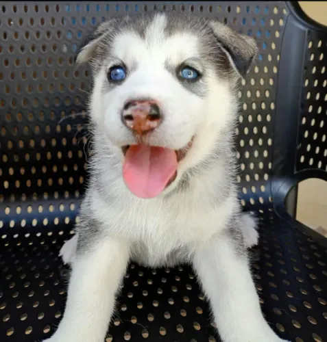 Filhote de Husky Siberiano