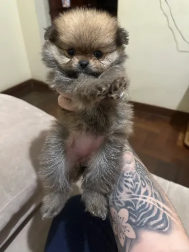 Lulu da pomerania anão estilo ursinho com pedigree