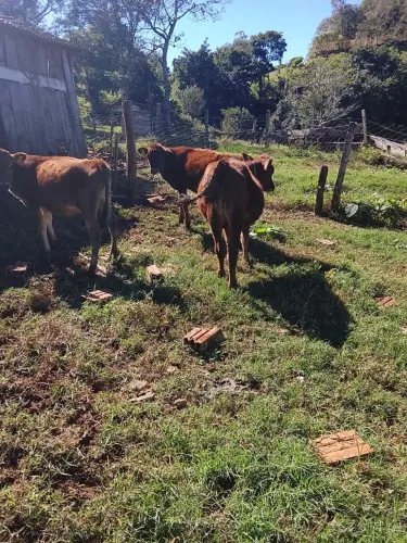3 novilhas gersey para venda