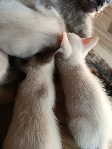 Doação gatos filhote