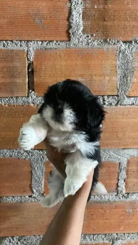 Filhote shih tzu, O amor verdadeiro vem com patas fofinhas!
