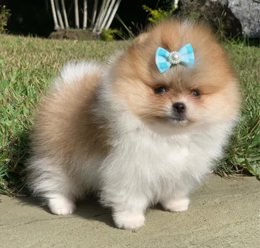 Lulu da Pomerânia baby face 