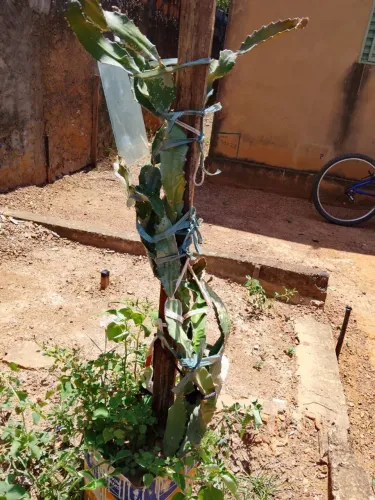Planta PITAYA 