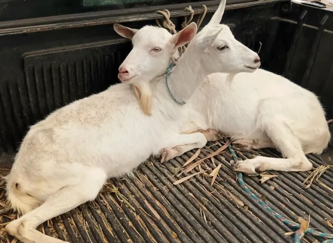 Cabra e cabrito