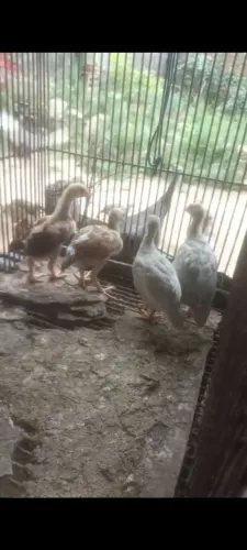 Vendo de filhotes de galinha D'Antola, patos, perus e outros...