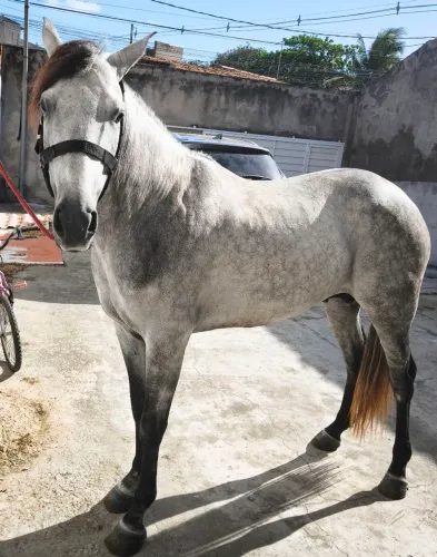 Cavalo QM