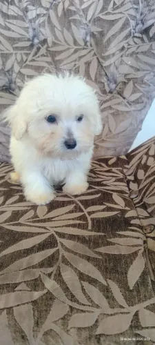 Poodle Macho miniatura
