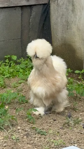 Pintinhos de sedosa do Japão
