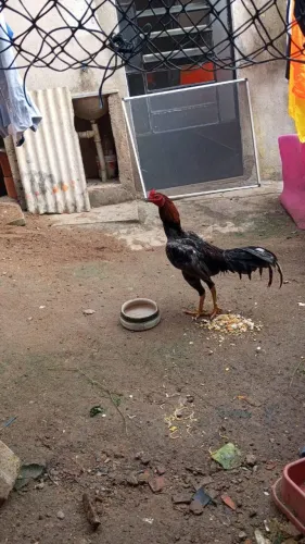 Galo índio preto