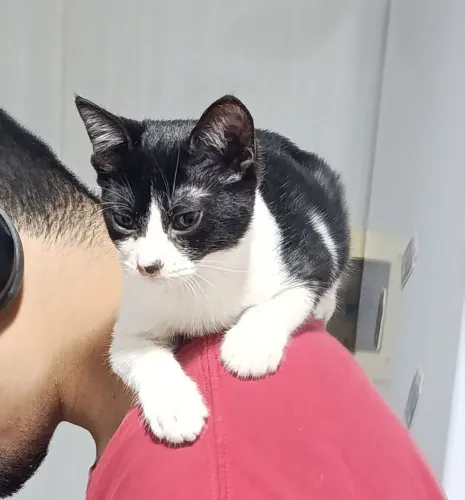 Gata para adoção!