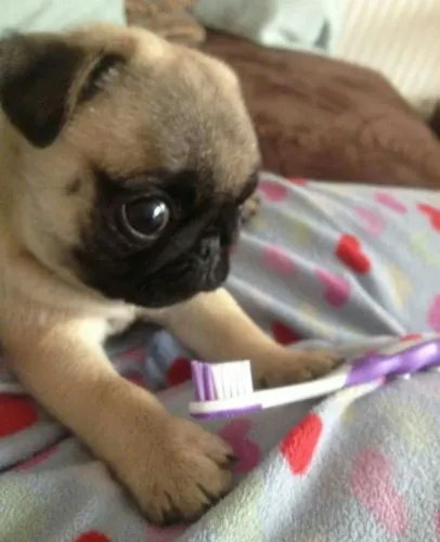 Pug Para quem busca qualidade na hora de escolher