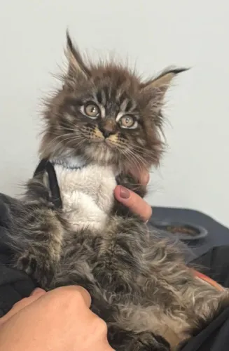 Maeni Coon Blue tabby