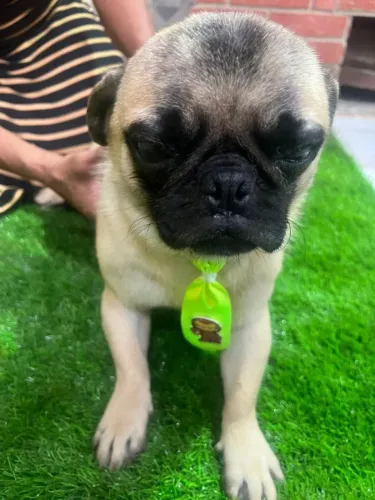 Vendo casal de pug