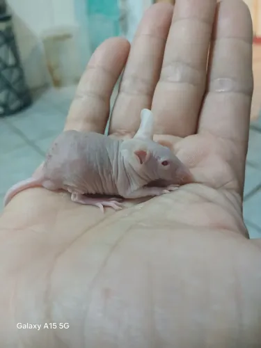 Camundongo hairless