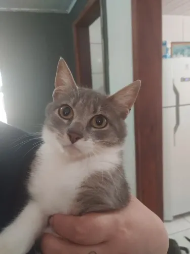 Doa-se gato filhote