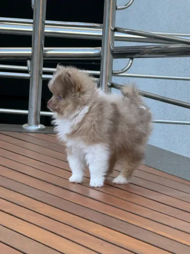 Macho Spitz Alemão- Filhote