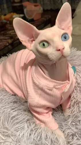 Filhotes gato raça sphynx 