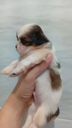Filhote de Shihtzu Macho