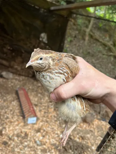 Codornas em fase de postura