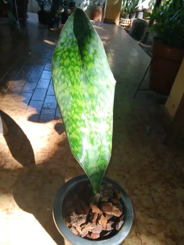 SANSEVERIA MASONIANA_ ENVIO PARA TODO O BRASIL 