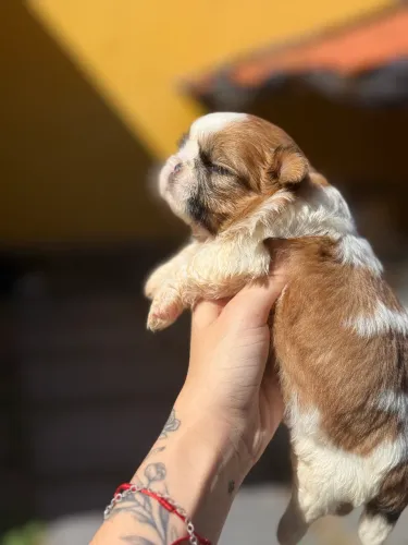 Shihtzu macho micro