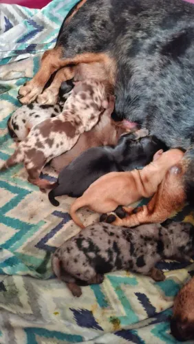 Dachshund/ filhote de salsicha 