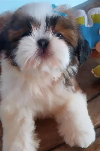 Baby shih tzu/shitzu dócil contrato de garantia saúde em dia ativa