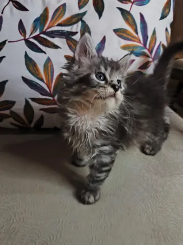 Topissimo Maine Coon