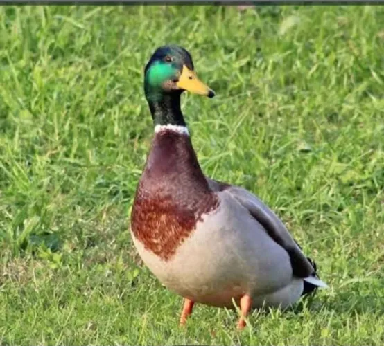 Vendo marreco real