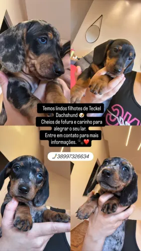 Temos lindos filhotes de Teckel Dachshund disponíveis