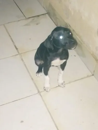 Cachorro