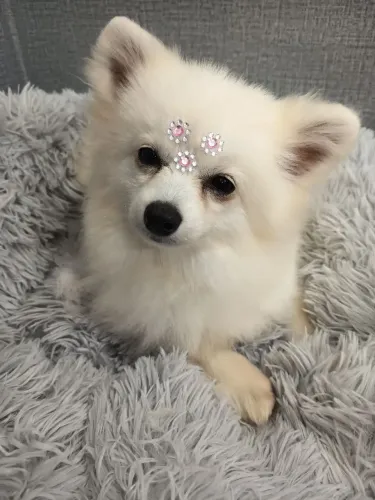 Spitz alemão fêmea branca