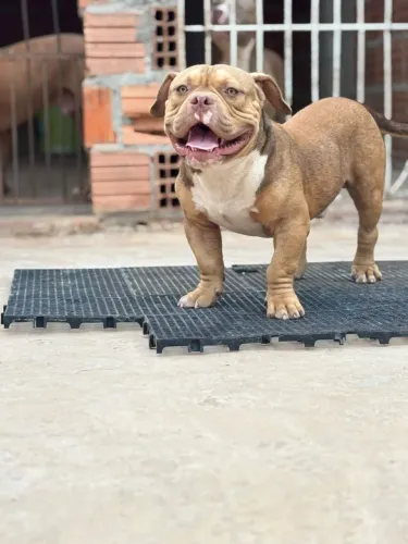 American bully