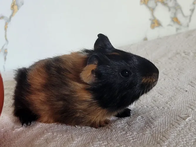 Porquinhos da india.filhote