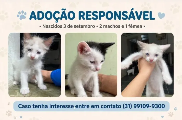Adoção responsável