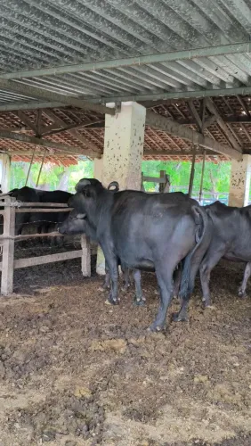 Vaca e novilhas a venda