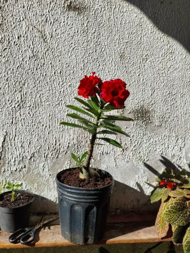 Rosa do deserto