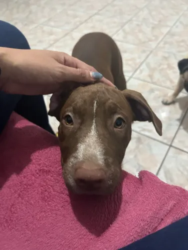 CACHORRO PITBUL FÊMEA