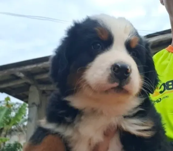 Filhote de Bernese, macho