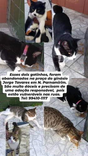 Adoção responsável