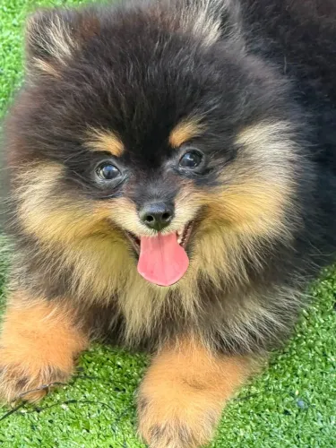 LULU DA POMERÂNIA ANÃO | BLACK & TAN