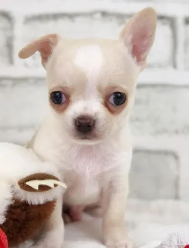 Chihuahua: Menos de 3kg de puro amor