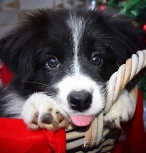 Border Collie - Alegre Para Correr Pela Casa Toda !