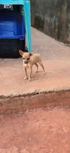 Filhote Pinscher( MACHO)
