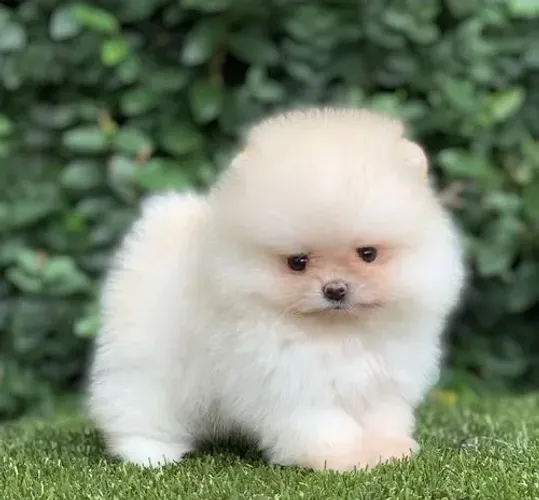 Filhotes fêmeas de Lulu da pomerania 