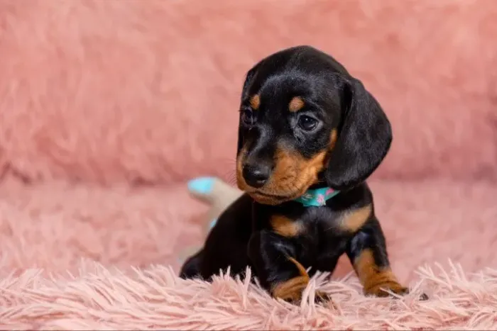 Dachshund: leve um toque especial pra sua casa