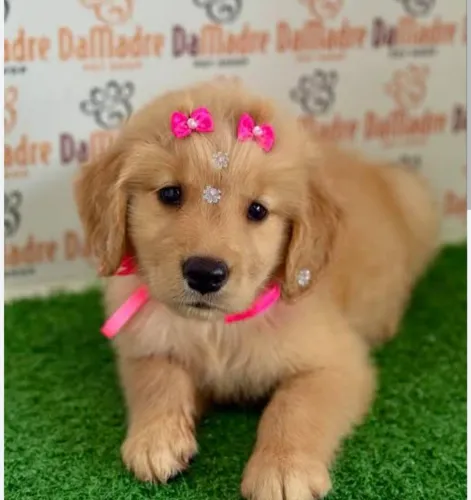 Golden filhote 