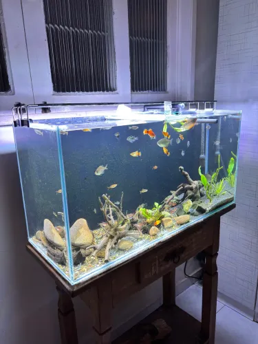 Aquário 96L - Com Peixe, Plantas, Filtro e Luminária 