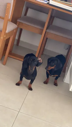 Vende 2 salsichas (Dachshund/Teckel)